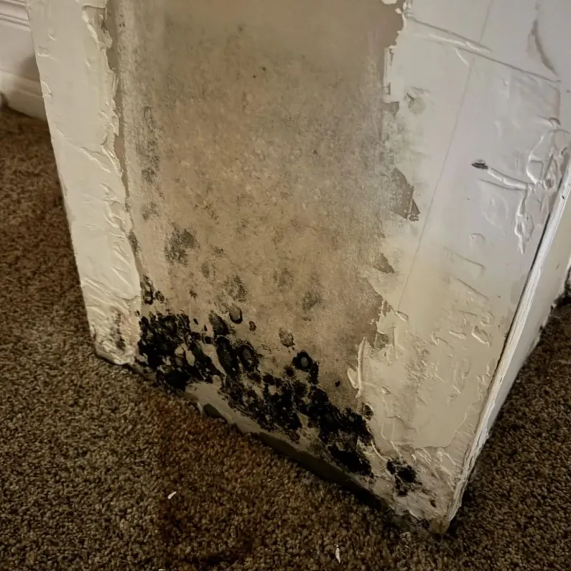 Professional Mold Removal in Bellevue, MI
